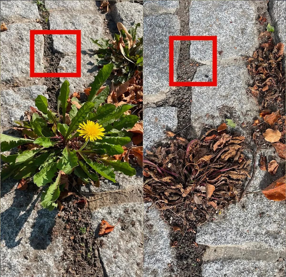 Derselbe Löwenzahn vor und nach der Strombehandlung – abgestorben bis in die Wurzel.