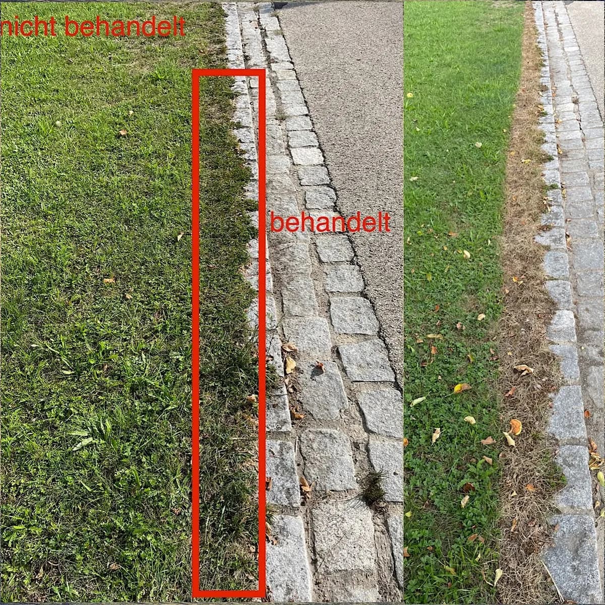 Wegrand: behandelter Streifen (Mitte) gegen unbehandelt – wenige Tage nach dem Einsatz.
